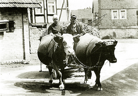 Ehepaar in Kirchvers beim Einfahren von Grünfutter mit einem Rindergespann, um 1950?