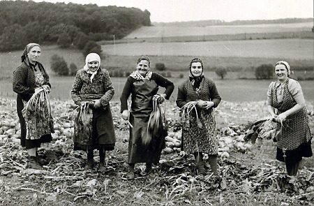 Frauen bei der Rübenernte in Wetterburg, 1950er Jahre?