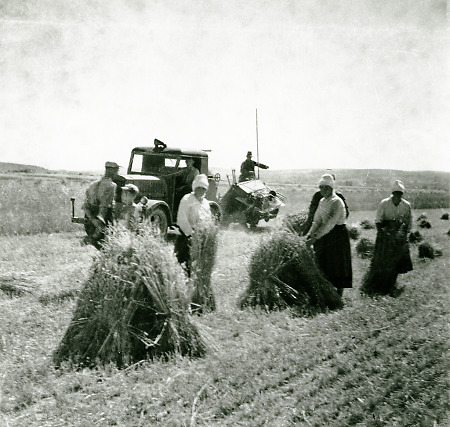 Binden von Getreidehocken in Roth, 1947-1949