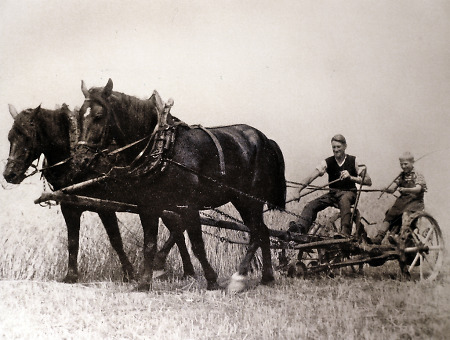Getreideernte in Brandoberndorf mit einer Mähmaschine, um 1940