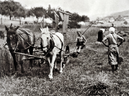 Ein Junge mäht mit Pferden ein Feld bei Brandoberndorf, undatiert