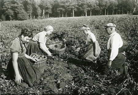 Kartoffelernte in Schönstadt, um 1940