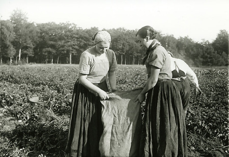 Kartoffelernte in Schönstadt, um 1940