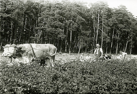 Kartoffelernte bei Rauschenberg, um 1940