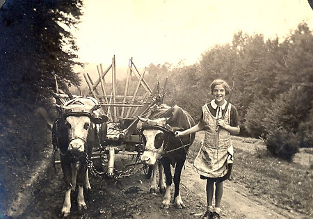 Mädchen vor einem Kuhgespann bei Brandoberndorf, undatiert