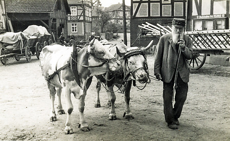 Bauer in Hattenbach auf dem Heimweg mit dem Kuhgespann, um 1941