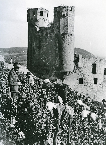 Weinlese bei Burg Ehrenfels im Rheingau, 1929