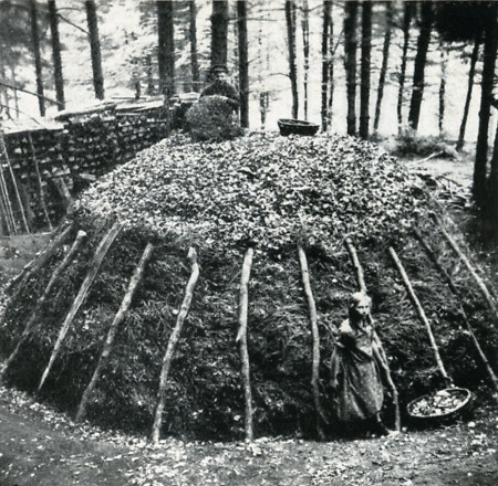 Der Köhler in Günsterode beim Zudecken des Meilers, um 1938