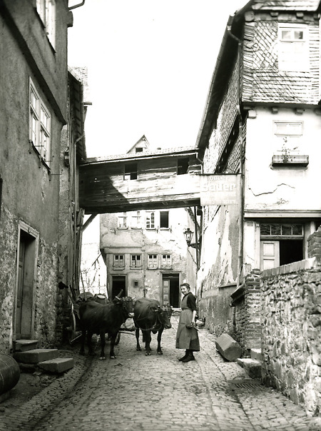 Frau mit ihren Kühen in Herborn, 1926