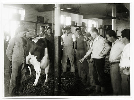 Landwirtschaftsausbildung im Rinderstall der Neuhöfe, um 1932