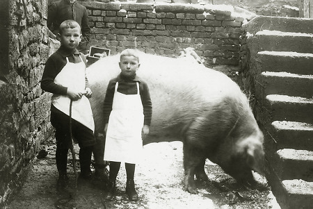 Söhne eines Frankenberger Metzgers mit einem Schwein, um 1930