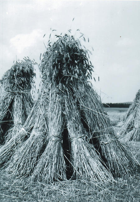 Kornhaufen bei der Ernte in Machtlos, um 1950