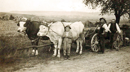 Männer und Junge mit einem Rindergespann bei Ebsdorf, um 1925?