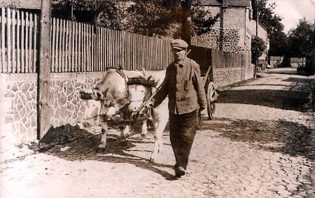 Kuhgespann in Dreihausen, um 1940