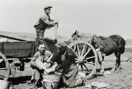 Bauer aus Hachborn mit zwei polnischen Kriegsgefangenen beim Düngerstreuen, 1940-1944