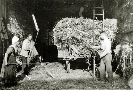 Dreschen mit Dreschflegeln in einer Scheune in Hachborn, um 1920?