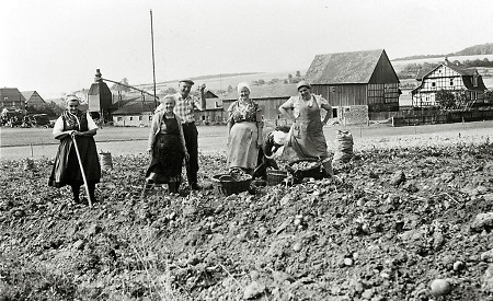 Kartoffelernte in Hachborn, 1950er Jahre