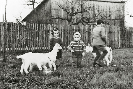 Kinder aus Hachborn beim Spiel mit jungen Ziegen, 1950er Jahre