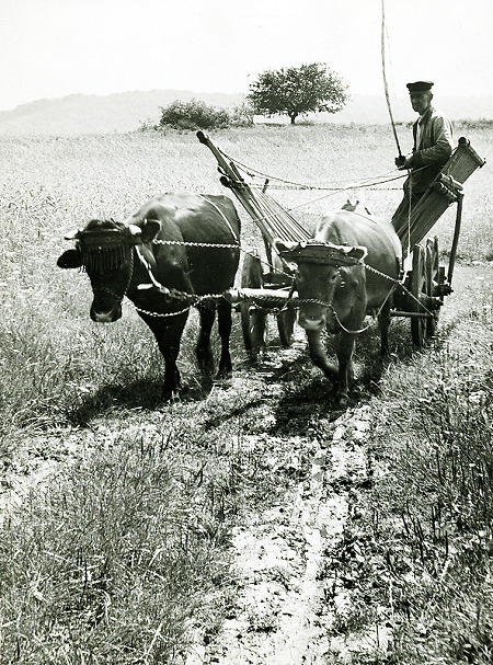 Bauer, vermutlich in Medenbach, mit einem Rindergespann, um 1960