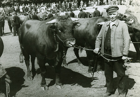 Viehmarkt und Viehausstellung im Dillkreis, um 1965