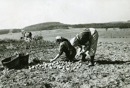 Kartoffelernte bei Heisterberg im Dillkreis, um 1955