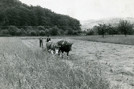 Zwei Männer mit Kuhgespann beim Mähen bei Niederscheld, um 1958