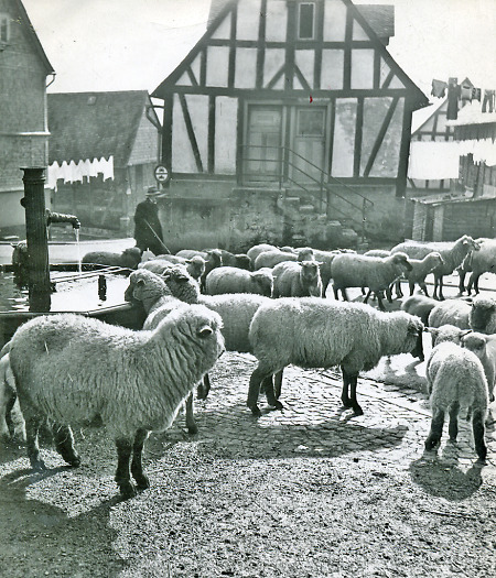 Schafherde in Offenbach im Lahn-Dill Kreis, vor 1960
