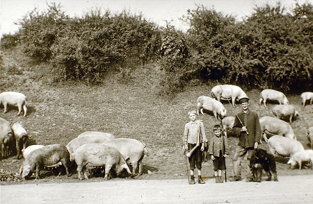 Der Schweinehirte von Röddenau mit der Schweineherde, um 1935