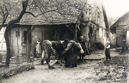 Hufbeschlag einer Kuh in Langenthal, 1908