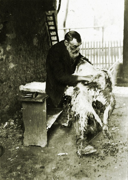 Schäfer beim Scheren in Reichenbach, 1908