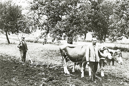 Bauern in Amdorf beim Eggen mit dem Kuhgespann, um 1937