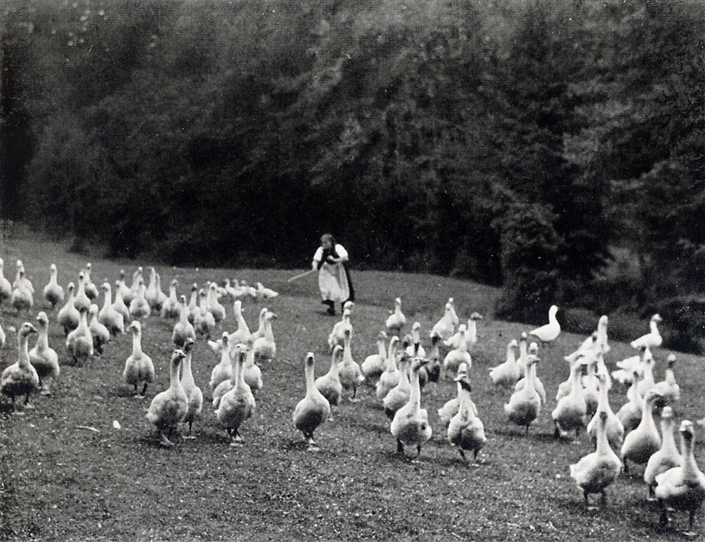 Mädchen in Mardorf beim Gänsehüten, 1936