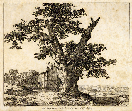 Ansicht der Dagobertseiche in Dagobertshausen, 1838
