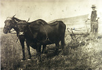 Vorschaubild Landwirt aus Kirchvers beim Pflügen mit Pferd und Rind, 1910er Jahre