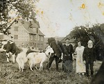 Vorschaubild Zwei Ehepaare in Wetterburg mit Kühen und Ziegen, um 1920?