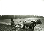 Vorschaubild Ältere Frau in Herborn beim Pflügen mit zwei Kühen, um 1920