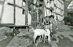 Vorschaubild Kinder mit jungen Ziegen in der Schwalm, 1950er Jahre