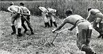 Vorschaubild Reichsarbeitdienst bei der Feldarbeit, um 1939