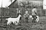 Vorschaubild Kinder aus Hachborn beim Spiel mit jungen Ziegen, 1950er Jahre
