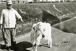 Vorschaubild Ein Ziegenbockhalter in Hachborn mit dem Bock, um 1950