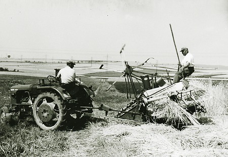 Getreideernte mit dem Getreidebinder in Stadtallendorf, 1963