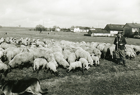Schäfer mit einer Herde am Rand von Stadtallendorf, frühe 1970er Jahre