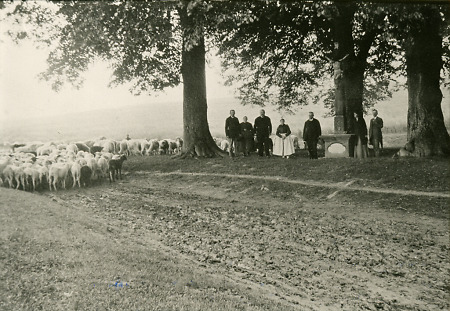Schafherde nahe (Stadt-)Allendorfs am Wegekreuz des Treysaer Weges, um 1912