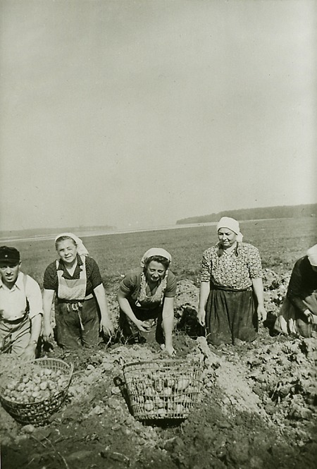 Kartoffelernte in (Stadt-)Allendorf, um 1955