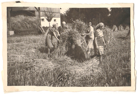 Frauen beim Binden von Garben in Rothwesten, späte 1950er Jahre