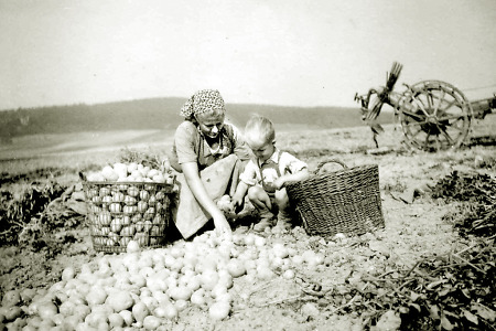 Frau mit Kind aus Queckborn beim Kartoffellesen, um 1950?