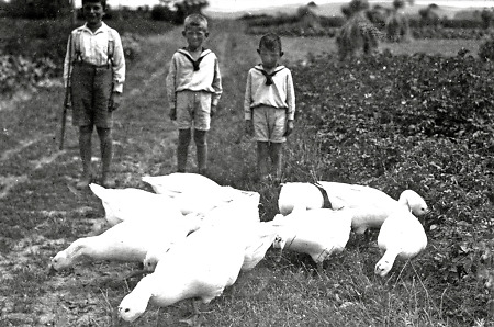 Drei Jungen aus Queckborn beim Gänsehütten, um 1935