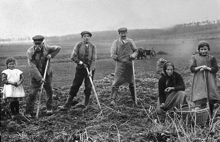 Familie aus Queckborn bei der Kartoffelernte, um 1925