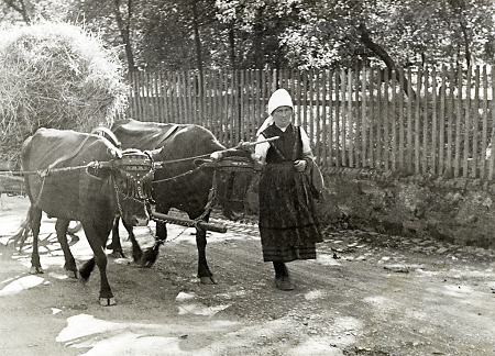 Frau aus Hommertshausen in Arbeitstracht mit Kuhgespann, 1938