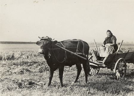 Frau mit Ochsenwagen bei Oberweimar, um 1936